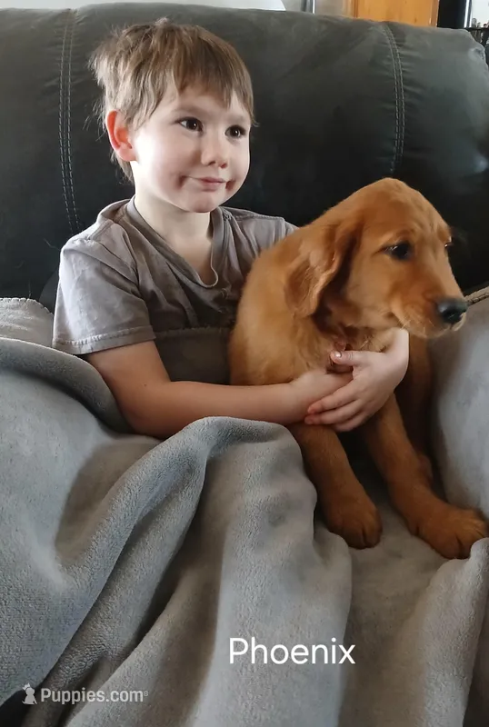 Phoenix , a male Golden Retriever for sale in Rapid River, MI – Photo 1 of 7