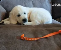 Zeus , a male English Cream Golden Retriever for sale in Rapid River, MI – 3 of 3
