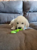Cooper, a male English Cream Golden Retriever for sale in Rapid River, MI – 5 of 5