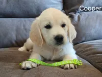 Cooper, a male English Cream Golden Retriever for sale in Rapid River, MI – 2 of 5