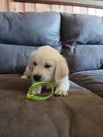 Cooper, a male English Cream Golden Retriever for sale in Rapid River, MI – 4 of 5