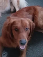 Keagan , a male Golden Retriever for sale in Rapid River, MI – Photo 5 of 6