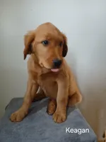 Keagan , a male Golden Retriever for sale in Rapid River, MI – Photo 4 of 6