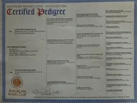 Griff , a male Golden Retriever for sale in Rapid River, MI – Photo 5 of 7