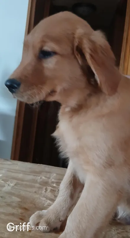 Griff  – Golden Retriever puppy for sale in Rapid River, MI