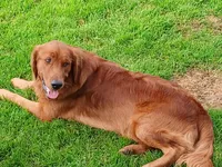Griff , a male Golden Retriever for sale in Rapid River, MI – Photo 7 of 7