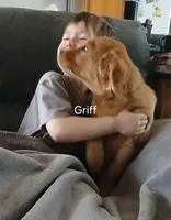 Griff , a male Golden Retriever for sale in Rapid River, MI – Photo 2 of 7