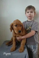 Flynn , a male Golden Retriever for sale in Rapid River, MI – Photo 2 of 6