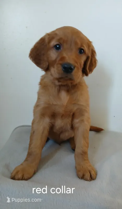 Phoenix , a male Golden Retriever for sale in Rapid River, MI – Photo 1 of 1