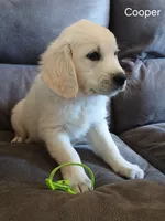 Cooper, a male English Cream Golden Retriever for sale in Rapid River, MI – 3 of 5