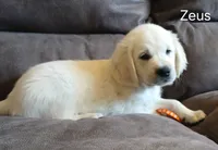 Zeus , a male English Cream Golden Retriever for sale in Rapid River, MI – 2 of 3
