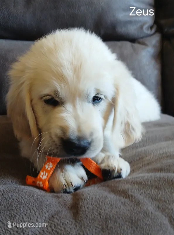 Zeus  – English Cream Golden Retriever puppy for sale in Rapid River, MI