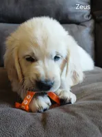 Zeus , a male English Cream Golden Retriever for sale in Rapid River, MI – 1 of 3