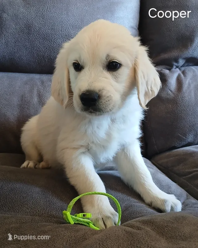Cooper – English Cream Golden Retriever puppy for sale in Rapid River, MI