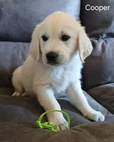 Cooper, a male English Cream Golden Retriever for sale in Rapid River, MI – 1 of 5