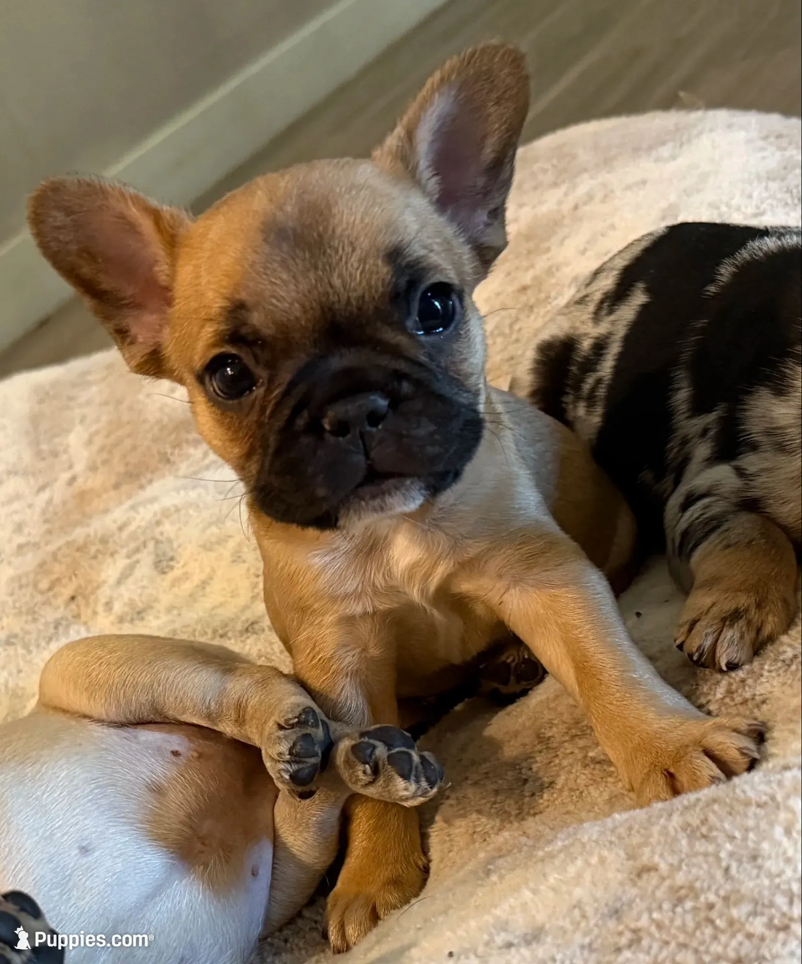 Winston, a male French Bulldog for sale in San Tan Valley, AZ – 2 of 3