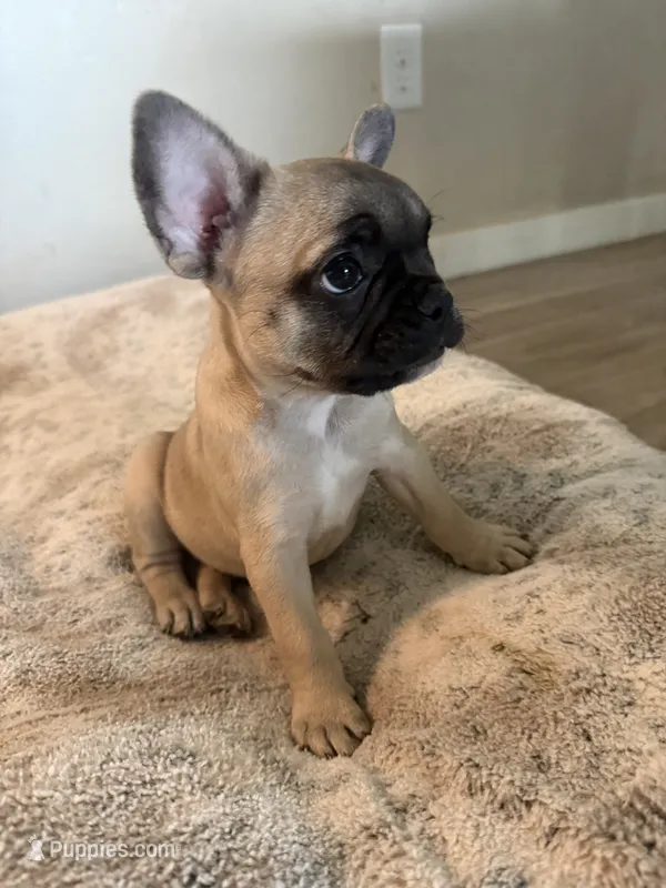 Darla, a female French Bulldog for sale in San Tan Valley, AZ – 1 of 2
