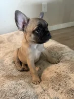 Darla, a female French Bulldog for sale in San Tan Valley, AZ – 1 of 2