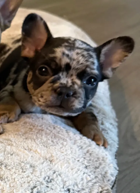 Vader, a male French Bulldog for sale in San Tan Valley, AZ – 1 of 2