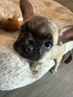 Darla, a female French Bulldog for sale in San Tan Valley, AZ – 2 of 2