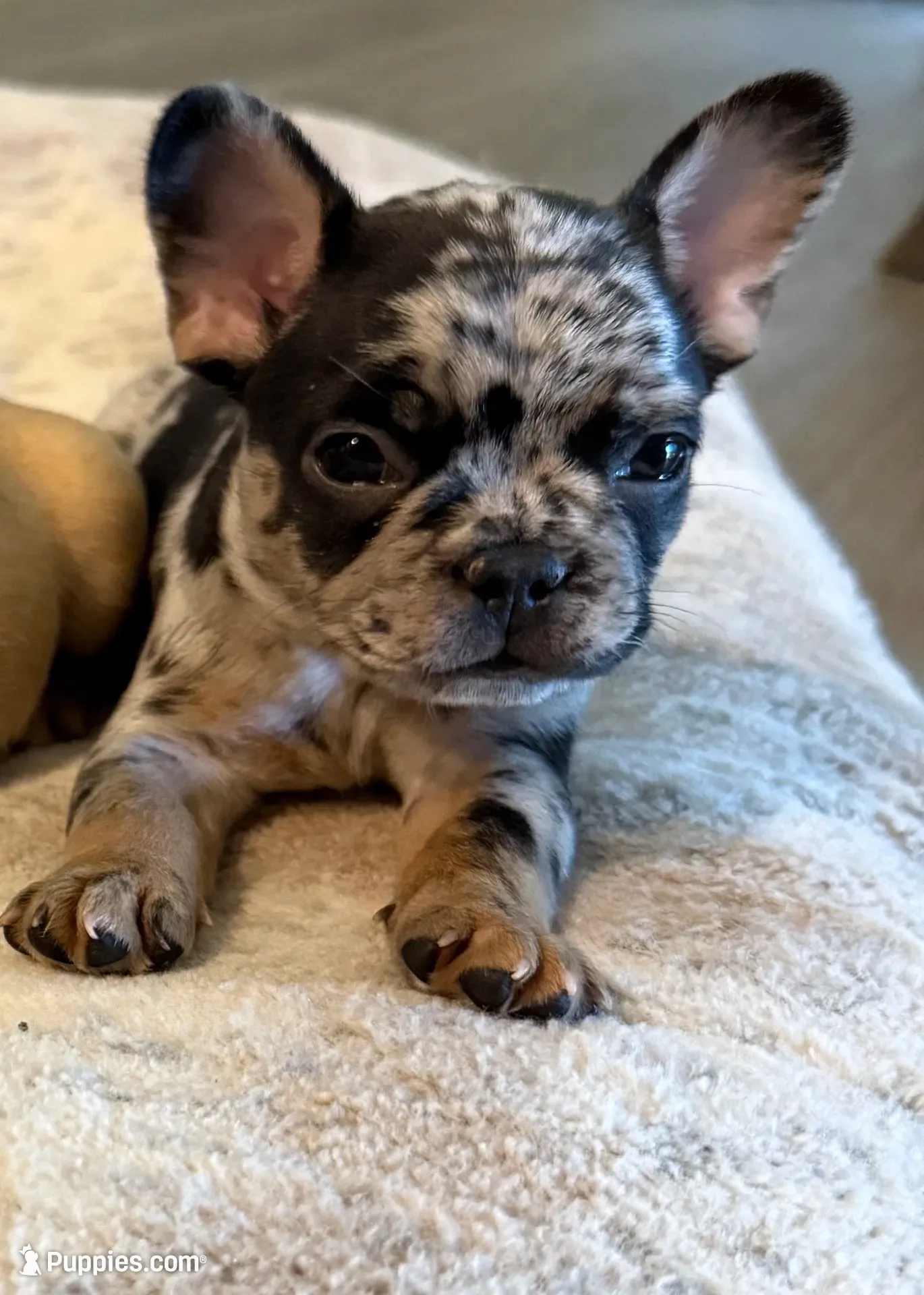 Vader, a male French Bulldog for sale in San Tan Valley, AZ – 2 of 2