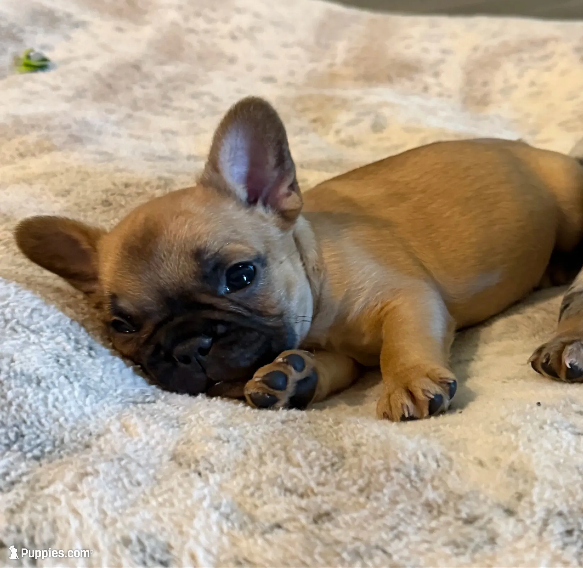 Winston, a male French Bulldog for sale in San Tan Valley, AZ – 1 of 3