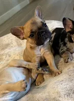 Winston, a male French Bulldog for sale in San Tan Valley, AZ – 3 of 3