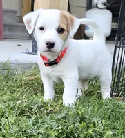 Red collar - Meat, a male Jack Russell Terrier for sale in Wichita, KS – 3 of 5