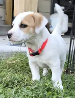 Red collar - Meat, a male Jack Russell Terrier for sale in Wichita, KS – 2 of 5