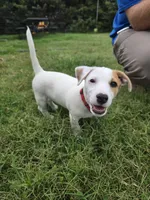 Meat (red collar), a male Jack Russell Terrier for sale in Wichita, KS – 3 of 7