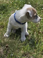 Blue Collar - Zippy, a male Jack Russell Terrier for sale in Wichita, KS – 3 of 5