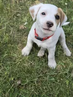 Red collar - Meat, a male Jack Russell Terrier for sale in Wichita, KS – 4 of 5