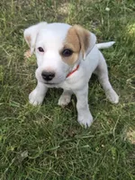 Red collar - Meat, a male Jack Russell Terrier for sale in Wichita, KS – 5 of 5