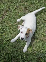 Meat (red collar), a male Jack Russell Terrier for sale in Wichita, KS – 7 of 7