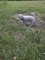Blue Collar - Zippy, a male Jack Russell Terrier for sale in Wichita, KS – 5 of 5