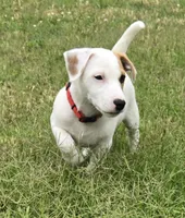 Meat (red collar), a male Jack Russell Terrier for sale in Wichita, KS – 1 of 7