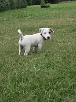Meat (red collar), a male Jack Russell Terrier for sale in Wichita, KS – 5 of 7