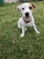 Meat (red collar), a male Jack Russell Terrier for sale in Wichita, KS – 2 of 7