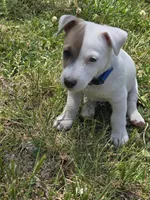Blue Collar - Zippy, a male Jack Russell Terrier for sale in Wichita, KS – 4 of 5