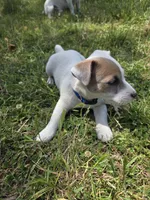 Blue Collar - Zippy, a male Jack Russell Terrier for sale in Wichita, KS – 2 of 5
