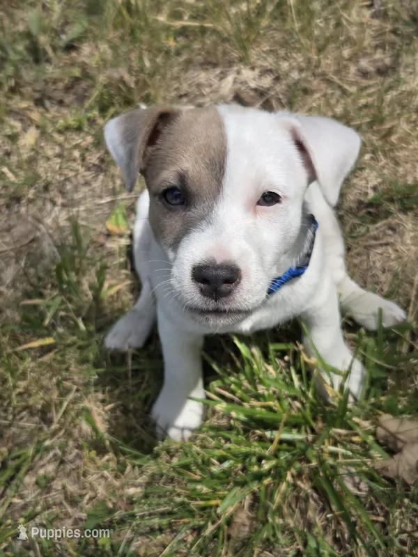 Blue Collar - Zippy – Jack Russell Terrier puppy for sale in Wichita, KS