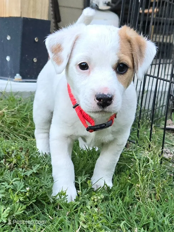 Red collar - Meat – Jack Russell Terrier puppy for sale in Wichita, KS