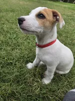 Meat (red collar), a male Jack Russell Terrier for sale in Wichita, KS – 6 of 7