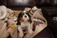 King Charles Cavaliers , a male Cavalier King Charles Spaniel for sale in Plymouth, MN – Photo 6 of 8