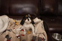 King Charles Cavaliers , a male Cavalier King Charles Spaniel for sale in Plymouth, MN – Photo 5 of 8