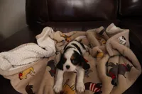 King Charles Cavaliers , a male Cavalier King Charles Spaniel for sale in Plymouth, MN – Photo 4 of 8