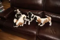 King Charles Cavaliers , a male Cavalier King Charles Spaniel for sale in Plymouth, MN – Photo 2 of 8