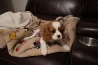 King Charles Cavaliers , a male Cavalier King Charles Spaniel for sale in Plymouth, MN – Photo 8 of 8