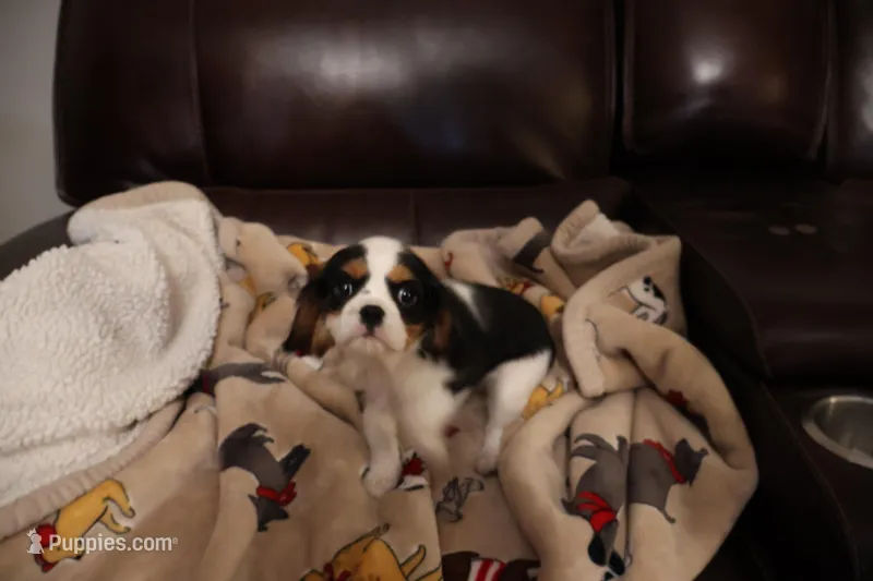 King Charles Cavaliers  – Cavalier King Charles Spaniel puppy for sale in Plymouth, MN