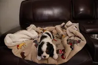 King Charles Cavaliers , a male Cavalier King Charles Spaniel for sale in Plymouth, MN – Photo 3 of 8